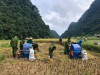 Đoàn thanh niên công an huyện Thạch An hỗ trợ nông dân thu hoạch lúa năm 2021