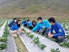 Đoàn viên thanh niên huyện Trùng Khánh tham quan, hỗ trợ mô hình trồng dâu tây kết hợp du lịch trải nghiệm ở xã Đoài Dương.
