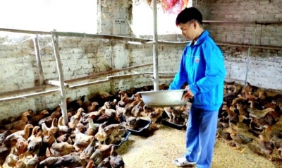 Mô hình chăn nuôi gà của anh Hoàng Kim Vị. Ảnh NVCC