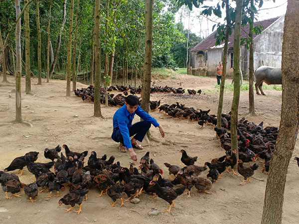 Mô hình nuôi gà ri lai tại trang trại của Lương Ngọc Lai.