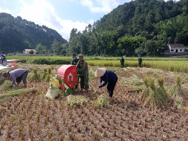 Đoàn viên, thanh niên BĐBP giúp nhân dân thu hoạch lúa vụ mùa.