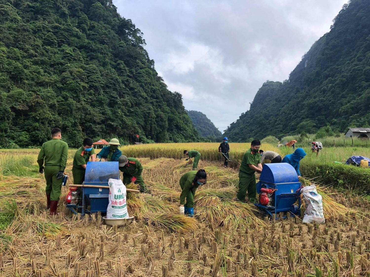 Đoàn thanh niên công an huyện Thạch An hỗ trợ nông dân thu hoạch lúa năm 2021