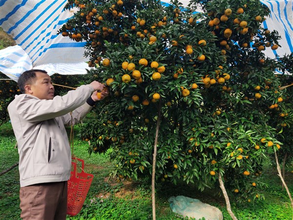 Người dân xóm Bản Niếng, xã Quang Hán (Trùng Khánh) chuyển đổi cơ cấu cây trồng mang lại thu nhập cao.