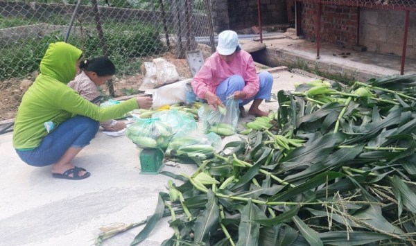 Mô hình trồng ngô ngọt an toàn tại Chi hội Phụ nữ xóm Bản Láp, xã Quý Quân (Hà Quảng).